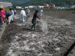 石灰を撒いている写真