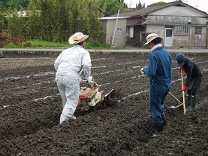 引いた線に沿って畝を作っている写真2