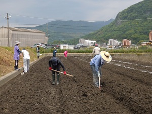 畝をくわ等で整えている写真