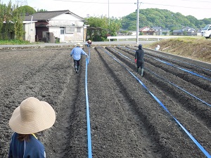 灌水チューブを設置している写真2