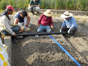 マルチシートを張っている写真