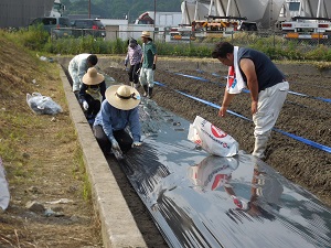 マルチシートを張っている写真2