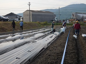 マルチシートを張っている写真３