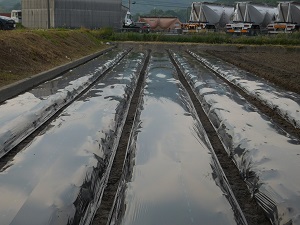 マルチシートを張り終わった畝の写真