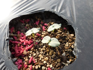 オクラの芽の写真