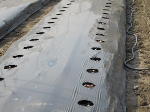 オクラの芽の写真2