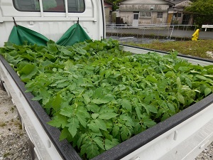 定植する苗の写真