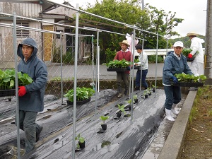 苗を配っている写真