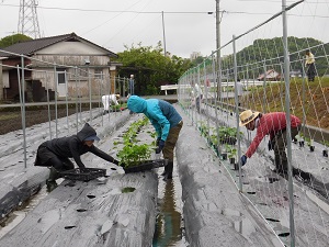 苗を配っている写真2