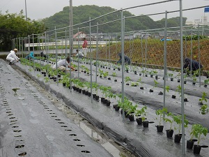 苗を配り終わった圃場の写真