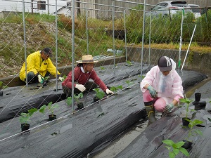 苗を植えている写真