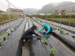 苗を植えている写真2