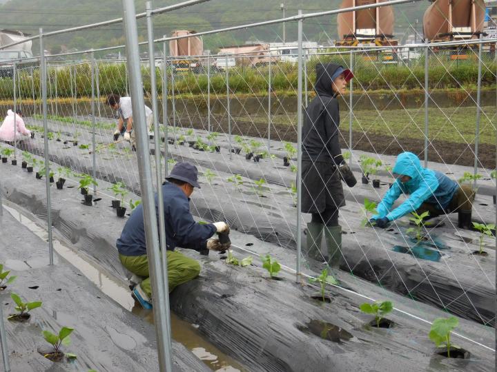 苗を植えている写真3