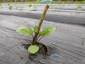 支柱をさしたナスの写真