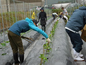 竹の支柱をさしている写真