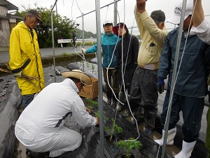 トマトを紐でつるしている写真