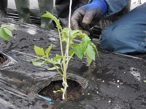 紐でつったトマトの写真