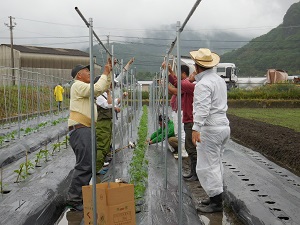 トマトを紐でつるしている写真2