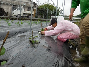 テープナーでナスの苗を固定している写真