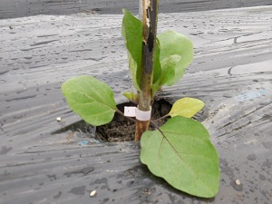 テープで固定されたナスの苗の写真