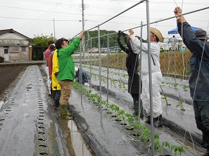 トマトを紐でつるしている写真3