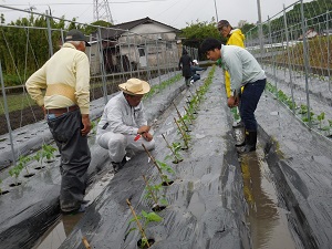 テープナーでピーマンを固定している写真