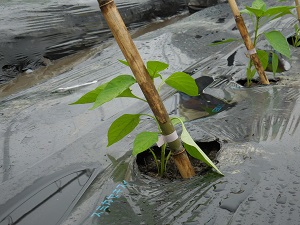 テープで固定されたピーマンの苗の写真