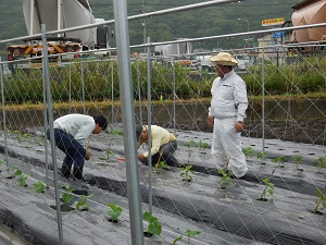キュウリをテープナーで固定している写真