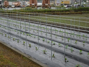 定植作業の終わった圃場の写真