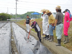 マルチシートに穴をあけている写真