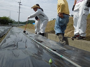 作業を見守るカエルの写真