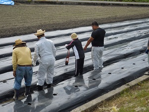 マルチシートに穴を空けている写真２