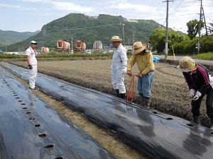 マルチシートに穴を空けている写真３