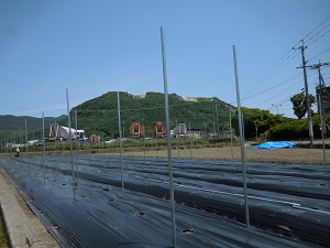 支柱を立て終わった圃場の写真
