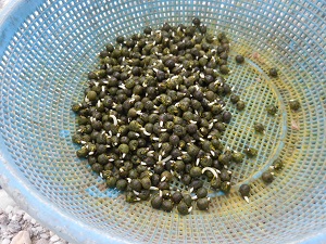 発芽したオクラの種