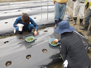 オクラの種をまいている写真