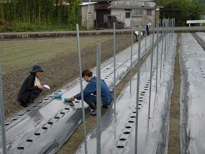 オクラの種をまいている写真2