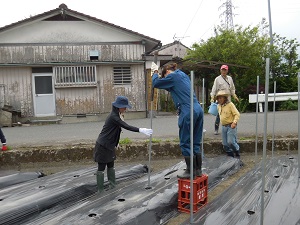 キュウリの支柱を立てている写真