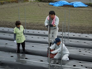 キュウリの支柱を立てている写真2