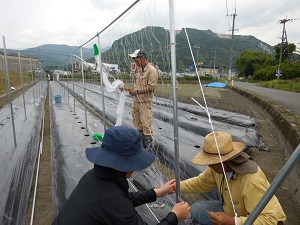 キュウリの網を付けている写真
