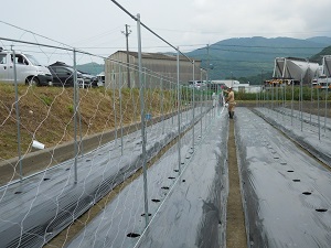 キュウリの網を付けている写真2