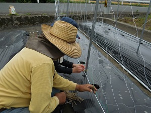 キュウリの網を付けている写真3