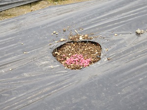 根切り虫の薬を散布した写真