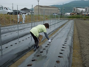 根切り虫の薬を散布している写真