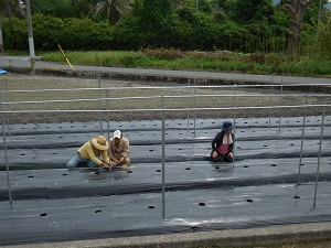 キュウリの網を付けている写真4