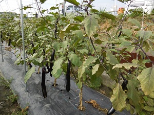 ナスの写真（8月29日）