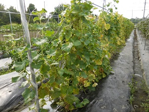 キュウリの写真（8月29日）