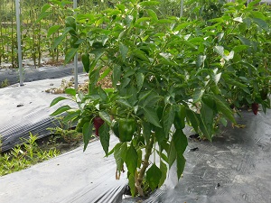 ピーマンの写真（8月29日）