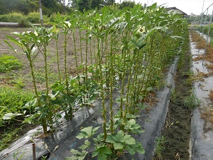 オクラの写真（8月29日）