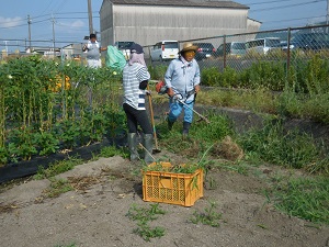 冬野菜の場所の草抜きをしている写真（8月29日）